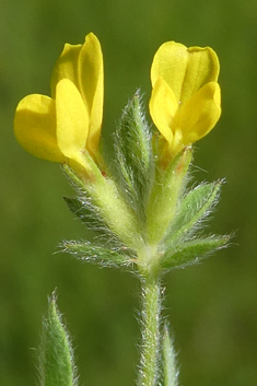 Yellow Serradella