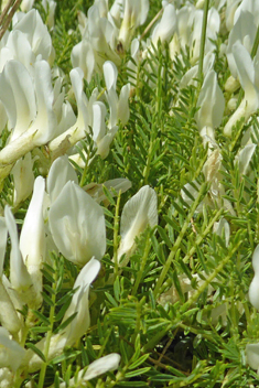 Narrow-leaved Milk-vetch