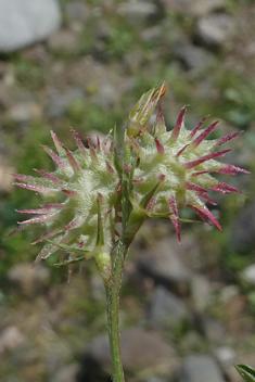 Cockscomb Sainfoin