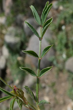 Cockscomb Sainfoin