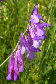 Fine-leaved Vetch