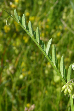 Fine-leaved Vetch