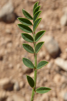 Cockscomb Sainfoin