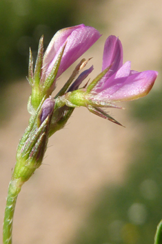 Cockscomb Sainfoin