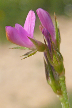 Cockscomb Sainfoin