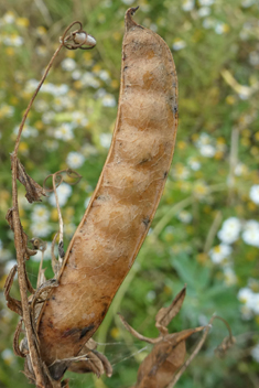 Common Vetch