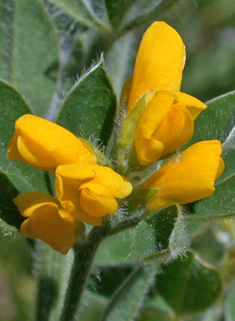 Genista monspessulana