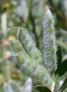 Genista monspessulana