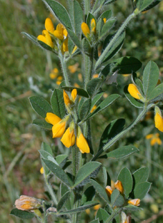 Genista monspessulana