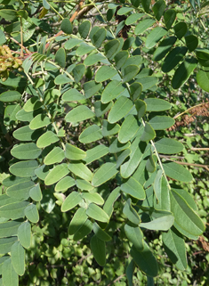 False-indigo Bush