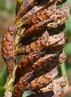 False-indigo Bush