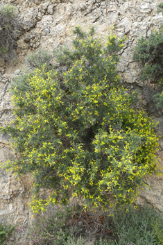 Anthyllis hermanniae