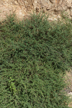 Adenocarpus complicatus