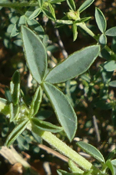 Adenocarpus complicatus