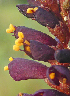 False-indigo Bush