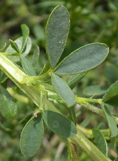 Adenocarpus complicatus