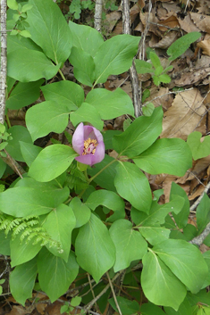 Broad-leaved Peony