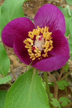 Broad-leaved Peony