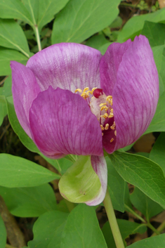 Broad-leaved Peony