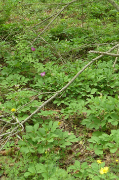 Broad-leaved Peony