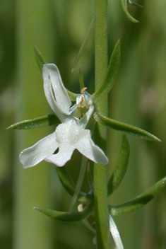 Long-spurred Toadflax