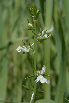 Long-spurred Toadflax