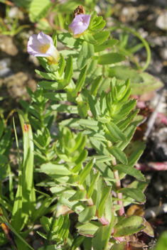 Common Hedge-hyssop