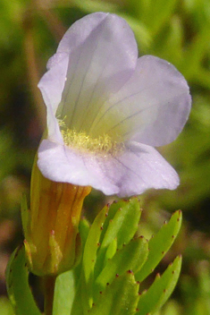 Common Hedge-hyssop