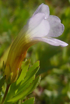 Common Hedge-hyssop