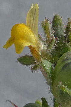 Small Yellow Toadflax