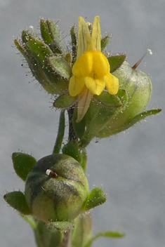 Small Yellow Toadflax