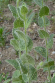 Mediterranean Fluellen