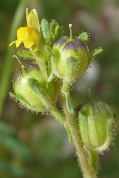 Small Yellow Toadflax