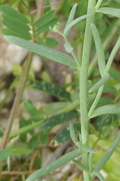 Small Yellow Toadflax