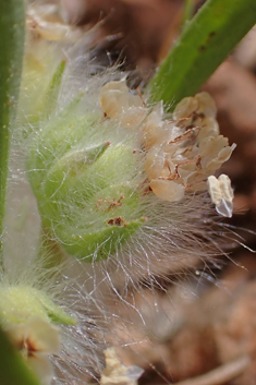 Cretan Plantain