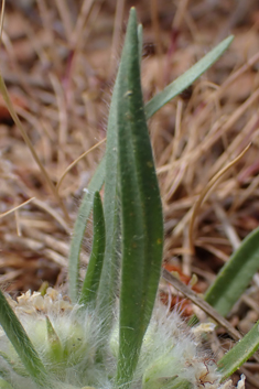 Cretan Plantain