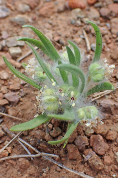 Cretan Plantain