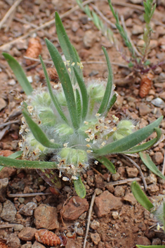 Cretan Plantain