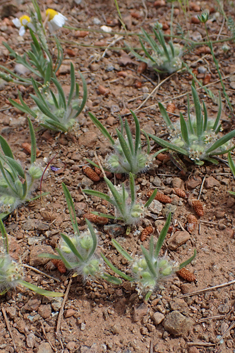 Cretan Plantain