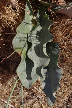 Mediterranean Sea-lavender