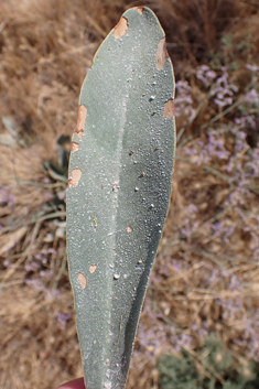 Mediterranean Sea-lavender