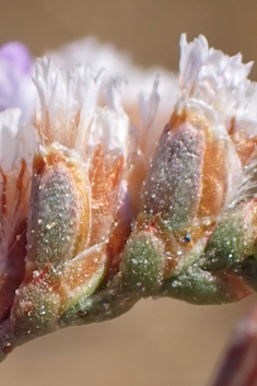 Mediterranean Sea-lavender