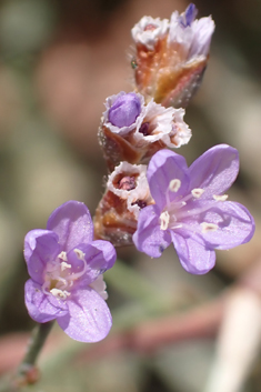 Mediterranean Sea-lavender