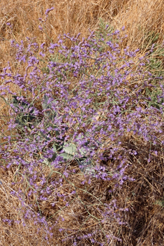 Mediterranean Sea-lavender