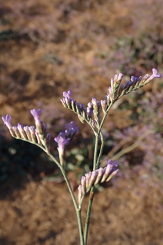 Mediterranean Sea-lavender