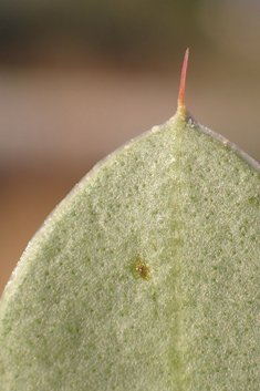 Mediterranean Sea-lavender