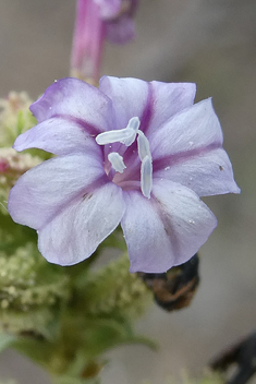 European Leadwort