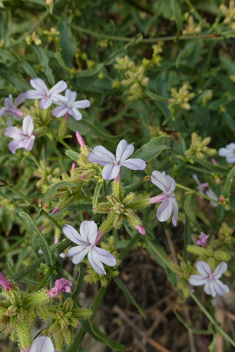 European Leadwort