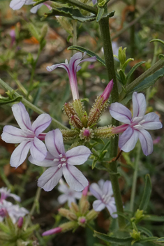 European Leadwort