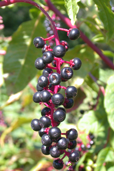 American Pokeweed